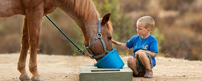 Young Boy feeding Horse